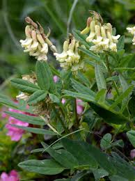 Attēlu rezultāti vaicājumam “Astragalus arenarius fruit”