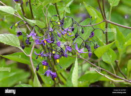 Attēlu rezultāti vaicājumam “Solanum dulcamara leaf”