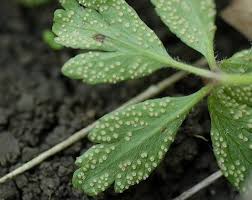 Attēlu rezultāti vaicājumam “Ochropsora ariae”