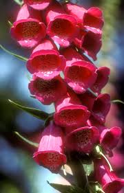 Image result for Fingerhut rot