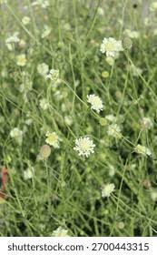 Attēlu rezultāti vaicājumam “Scabiosa ochroleuca”