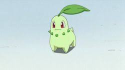 Image result for Endivie