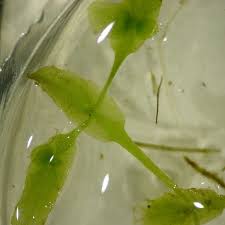 Attēlu rezultāti vaicājumam “Lemna trisulca”