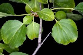 Attēlu rezultāti vaicājumam “Rhamnus cathartica”