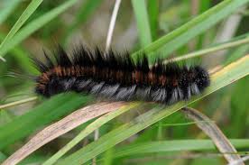 Attēlu rezultāti vaicājumam “Cribraria rubiginosa macro”