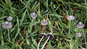 Attēlu rezultāti vaicājumam “Hypocenomyce friesii”