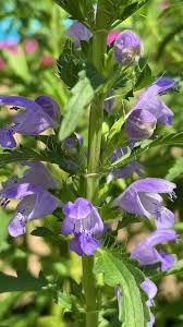 Image result for Dracocephalum moldavicum