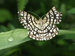 Attēlu rezultāti vaicājumam “Chiasmia clathrata”