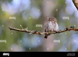 Attēlu rezultāti vaicājumam “Glaucidium passerinum adult”