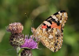 Attēlu rezultāti vaicājumam “Vanessa cardui upperside”