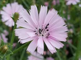 Image result for Cichorium intybus