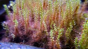 Attēlu rezultāti vaicājumam “Isothecium myosuroides”