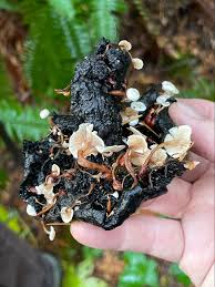 Attēlu rezultāti vaicājumam “Ophiotheca chrysosperma sessile”