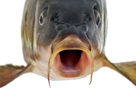 Image result for vissen