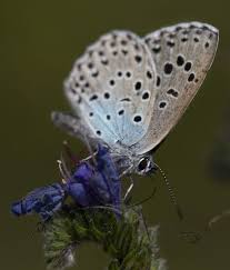 Attēlu rezultāti vaicājumam “Phengaris arion upperside”
