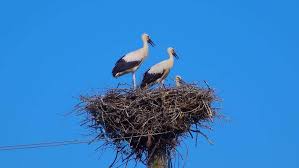 Attēlu rezultāti vaicājumam “Ciconia ciconia adult”