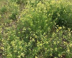 Attēlu rezultāti vaicājumam “Raphanus raphanistrum flower”