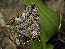 Attēlu rezultāti vaicājumam “Colobochyla salicalis”