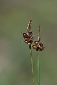Attēlu rezultāti vaicājumam “Carex globularis flower”