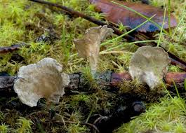 Attēlu rezultāti vaicājumam “Arrhenia spatulata”