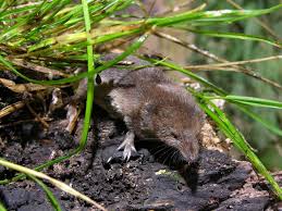 Attēlu rezultāti vaicājumam “Sorex araneus”