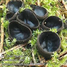 Attēlu rezultāti vaicājumam “Pseudoplectania nigrella”