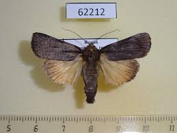 Attēlu rezultāti vaicājumam “Amphipyra livida”