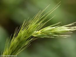 Attēlu rezultāti vaicājumam “Hordelymus europaeus fruit”