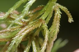 Attēlu rezultāti vaicājumam “Sphagnum quinquefarium”