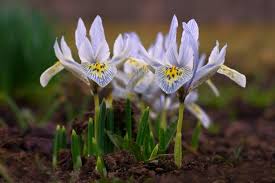Attēlu rezultāti vaicājumam “Iris reticulata flower”