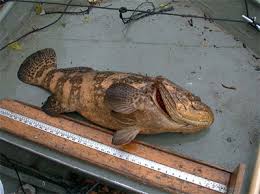 Image result for Epinephelus itajara