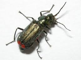 Attēlu rezultāti vaicājumam “Malachius bipustulatus”