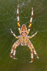 Attēlu rezultāti vaicājumam “Araneus diadematus”