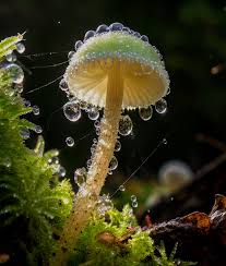 Attēlu rezultāti vaicājumam “Lachnum corticale”