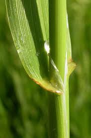 Attēlu rezultāti vaicājumam “Phalaroides arundinacea fruit”
