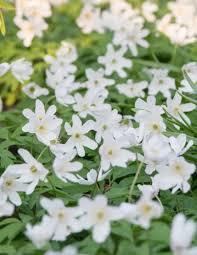 Attēlu rezultāti vaicājumam “Anemone nemorosa flower”