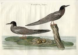 Attēlu rezultāti vaicājumam “Chlidonias niger”