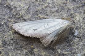 Attēlu rezultāti vaicājumam “Agonopterix ciliella”