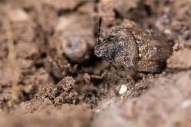 Attēlu rezultāti vaicājumam “Dryophilocoris flavoquadrimaculatus imago”