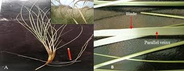 Attēlu rezultāti vaicājumam “Ammophila arenaria”