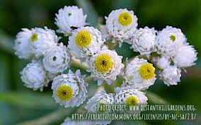 Attēlu rezultāti vaicājumam “Anaphalis margaritacea flower”