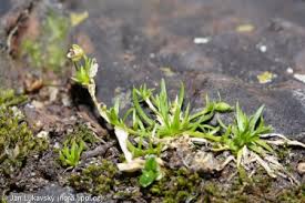 Attēlu rezultāti vaicājumam “Sagina procumbens fruit”