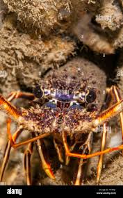 Image result for Palinurus elephas