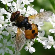 Attēlu rezultāti vaicājumam “Gymnosoma sp.”