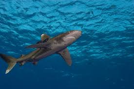 Image result for Carcharhinus longimanus