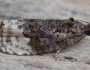 Attēlu rezultāti vaicājumam “Apotomis betuletana”