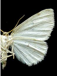 Attēlu rezultāti vaicājumam “Lomographa bimaculata”