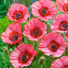 Image result for Papaver orientale