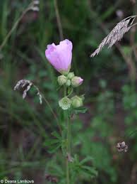 Image result for Malva alcea
