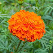 Attēlu rezultāti vaicājumam “Tagetes flower”